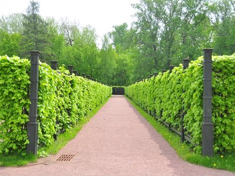 Фестиваль "Лето в Кусково"