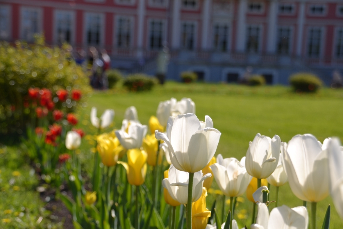 "Тюльпаномания" в усадьбе Кусково