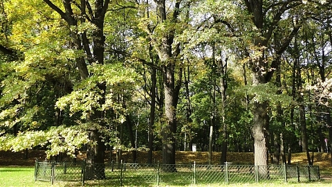 «Дубрава памяти» и Кусково