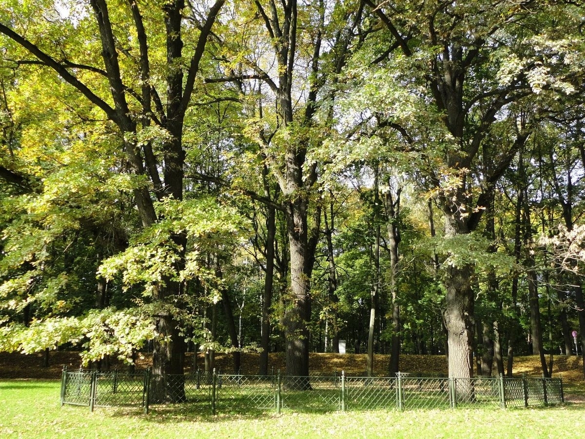 «Дубрава памяти» и Кусково